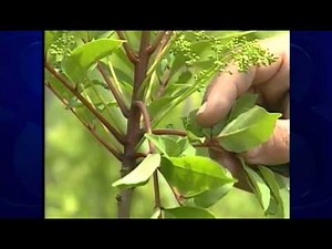 Wild Moments: Poison sumac often misidentified