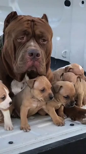 How Much Are These Hulk Pups Worth? Find Out