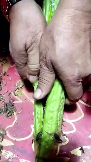 Identifying Insects on Cucumber Skin