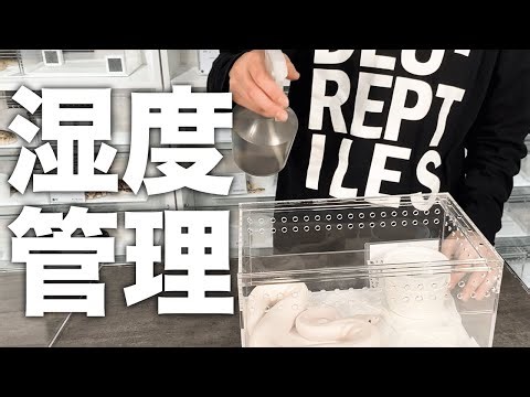 Professional Tips on Humidity Management for Ball Pythons