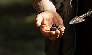 Courts bust £9million truffle farm scam
