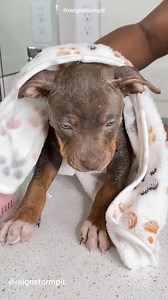 🧼🫧❄️ Snoh Storms First Bath . I Cannot Believe She Was This Tiny ! 😫😍🐾 Puppy Fever !!! -- #puppy #puppylove #puppybath #pitbullbathtime #pitbull #doggrooming #dogbath #dogbathroutine #dogsofinstagram #bath #dogspa #doglover #dogmom #pitbullsofinstagram #cutedog #asmr #asmrsounds #satisfying #relaxing #viral #explore | reignstormpit