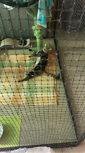 Everyone deserves a lazy day😻 Catnets cat enclosures are a simple way to keep your cat stimulated and happy, allowing them to soak up some sun while safely enjoying the outdoors. "This outdoor cat enclosure is a great product!... It is a perfect product for protecting the animal especially when living in a high rise apartment building." - Chia-Chen 📷️: Classic 1.8m Single Cat Enclosure 👉️ www.catnets.com.au | catnets.com.au