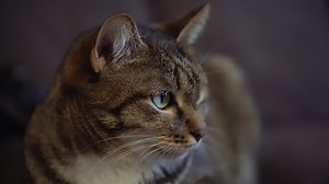 Download ordinary cat with green eyes for free