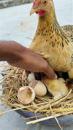 Mother Hen Hatching Cute Baby Chicks!From Egg to Chick — Natural Hatching Video