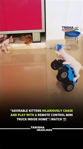 Funny Kittens Playing With Remote Control Truck | Cutest Viral Cat Video 🐱🚗 | #shorts