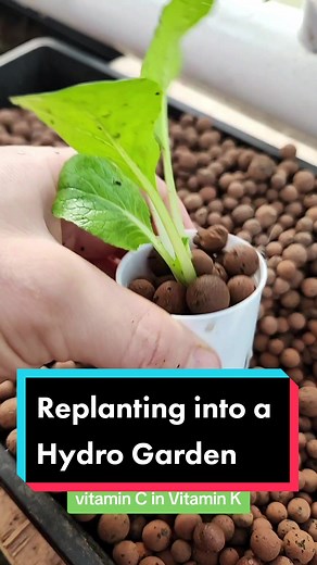 Growing Organic Plants in a Hydroponic System