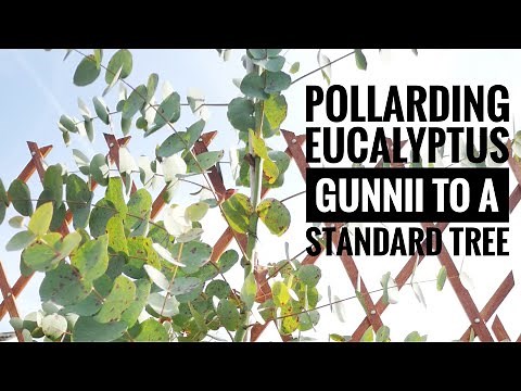 Pollarding & pruning eucalyptus gunnii to a standard tree