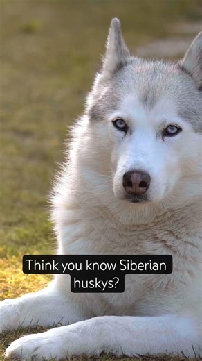 Think You Know Huskies?🐶 These Facts Will Surprise You!🐾