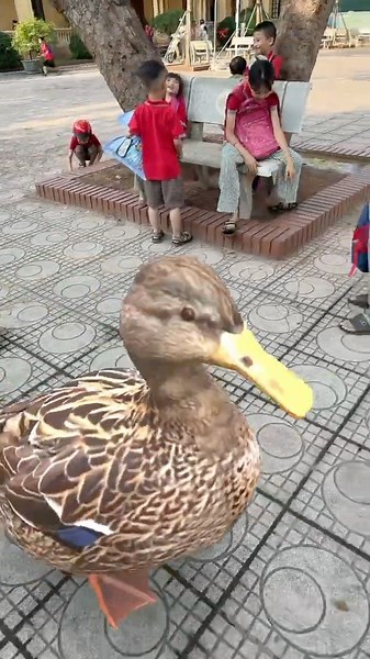 Mấy mẹ con vịt đưa nhau đi học về vui vui #shortvideo