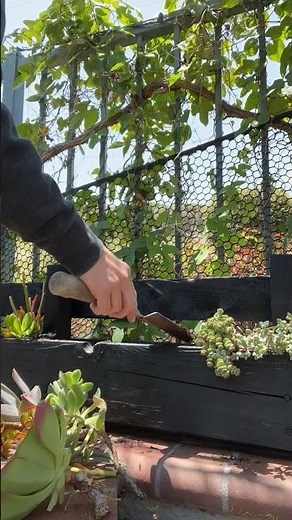How to make a succulent garden from a wooden pallet