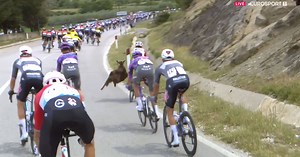 L'attaque improbable : une chèvre sème la panique dans le peloton