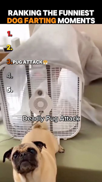 Ranking The Funniest Dog Farting Moments