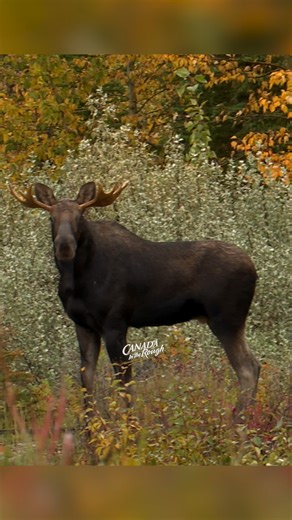 canadaintherough🇨🇦 on Instagram: "It's Always So Cool Watching Moose Up Close! #hunting #moosehunting #bullmoose #canada"