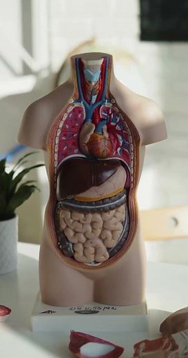 Human Torso Anatomy Model | Internal Organs and Body Systems Explained