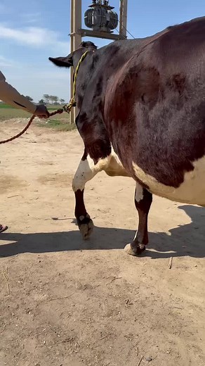 Dairy cow tv on TikTok