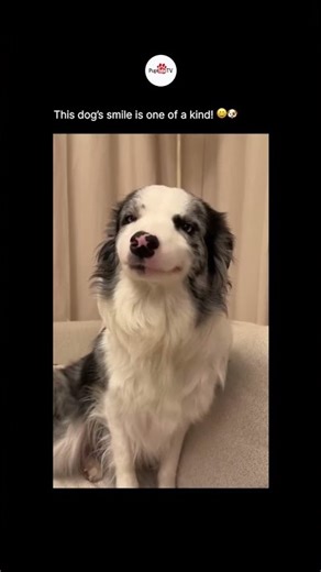 This Dog's Smile Is One Of A Kind