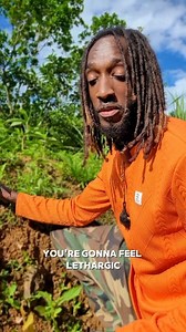 66K views · 1K reactions |  INSULIN PLANT – What Our Ancestors Knew,...