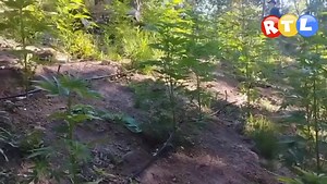 #MOLINA *PDI INCAUTÓ EQUIVALENTE A 284 KILOS DE CANNABIS EN SECTOR RURAL DE MOLINA* Detectives de la Brigada Antinarcóticos y Contra el Crimen Organizado (Brianco) Curicó, realizaron un proceso investigativo por agrupaciones criminales dedicadas al cultivo de plantas del género cannabis en sectores precordilleranos, cercanos a quebradas, las que no cuentan con acceso vehicular a fin de evitar ser detectadas. En ese sentido, en base a un trabajo de análisis geográfico y búsqueda por senderos y qu