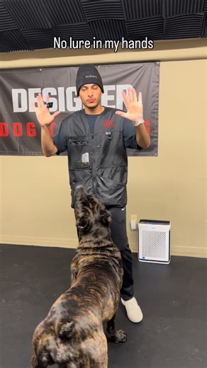 1.2K views · 4 comments | No lure in my hand #canecorso | Designer Dog Training | Facebook