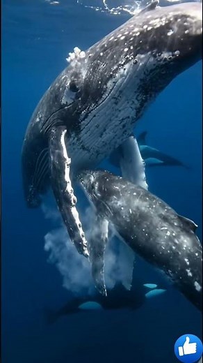 How Whales Feed Their Babies | The Secret of Whale Milk (Incredible Ocean Life) #science #biology