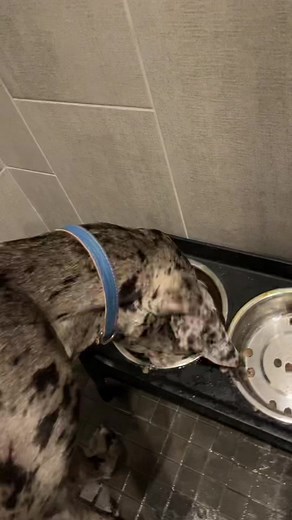 Great Dane Pug Mix and Other Unique Pets | Exotic Animals Compilation