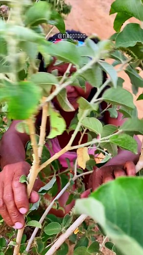 Dora aventureira adulta se deu mal 😭 #doraaventureira #doraaventureiranotiktok #humor #risostiktok