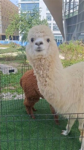 Alpasa in Kuwait University #minizoo #kidsvideo #baby #cute #animal #kuwait #india #trending #viral