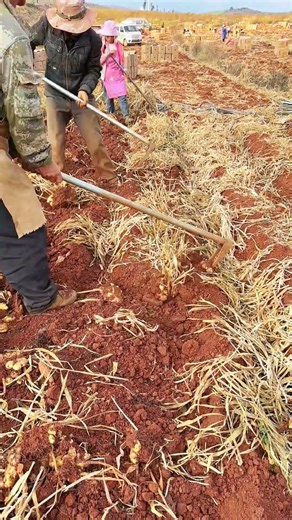 Harvesting Fresh Ginger: Farmers Digging Roots in Vast Red Fields