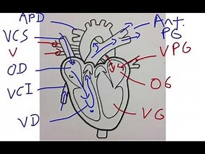Anatomie simplifiée du coeur humain