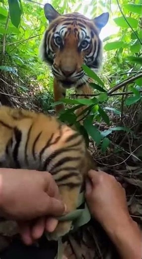 Hands Prying Synthetic in a Tight Thicket Pocket