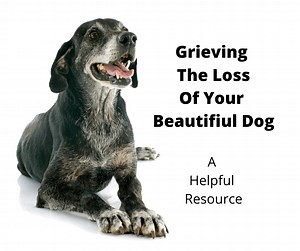 7 Steps When Grieving The Loss Of Your Dog: A First-Hand Account - gentledogtrainers.com.au