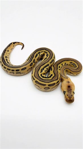 Opulent Reptiles on Instagram: "Dropped some new bangers on @morphmarket 🔥 Go check them out, link in the bio! 😁 . . . Follow us @Opulent.Reptiles 💎 . . . #opulentreptiles #ballpython #desertghostclown #pythons #exotic #clownballpython #reptiles #ballpythons #axanthic #vpiaxanthicclown #vpiaxanthic #ballpythoncollection #piebald #desertghost #reptile #snake #python #ballpythonmorphs #snakesofig #reptilesofinstagram #snakesofinstagram #snakes #coralglow #morphmarket #ballpythonbreeder #albino 