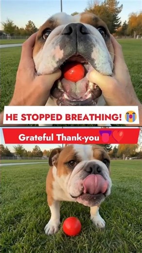 🌟 POV: You save a choking dog in the park! 🚨 🌟 #DogRescue #Hero #Shorts #LifeSaving #POV #DogLover