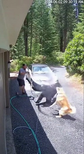 Akita VS Bear