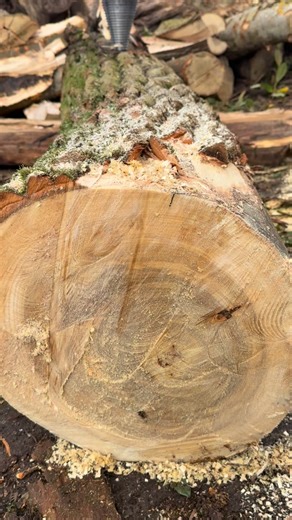 🔥 The corkscrew splitter is back at it again… turning chunky timber into burner-ready gold. 🔥 We’re religiously committed to turning tree-work logs into low-carbon firewood so you can light up your winter. Less chainsaws in the yard ➜ more logs in the shed ➜ more heat in your home. Log season is officially ON. Shed’s full, deliveries going out daily — drop us a message if you want in on the hot deals. 🔥🪵 Cracking wood so you don’t have to. 😉 #firewood #seasonedwood #hardwood #softwoodmix #l