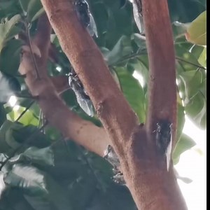 562K views · 6.3K reactions | In questo video potete vedere la...