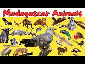 Meet [New] fascinating animals from Madagascar | Madagascar’s Hidden Creatures | Wildlife