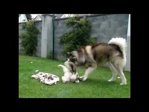 Gentle Giant Alaskan Malamute playing with 8 weeks old Alaskan Malamute puppy
