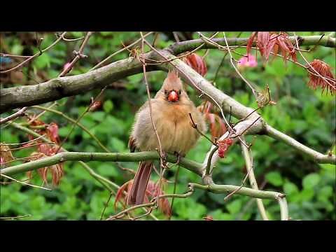 A Female Northern Cardinal Singing (and a male too)