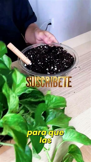 Is your pothos not growing? Do this right now! 🌿🚀