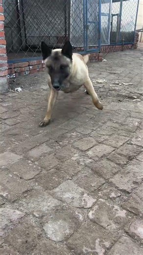 #萌宠出道计划 #萌宠成精了