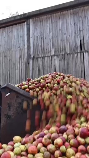 🍏 Seven days a week, that’s how hard our dedicated team of cider makers are working this year to bring you our proper Devon Cider! 💪🏼 #tisproper #huntscider #familyfarm #ciderapples #devon #southdevon Food Drink Devon Taste of the West South Devon National Landscape | Hunt's Cider