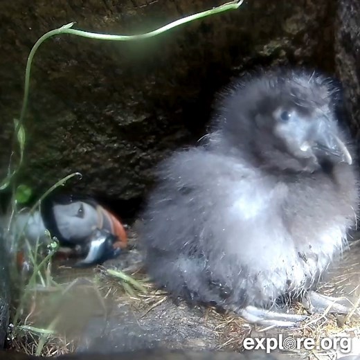 6M views · 10K reactions | Puffin chicks go through an important molt to grow their juvenile feathers before fledging. Keep an eye out for some changes as our little puffling grows!  | explore.org | Facebook