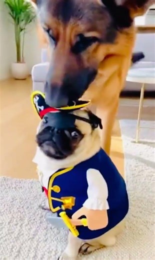 Captain Pug vs. The Big Boss! 🏴‍☠️🐶