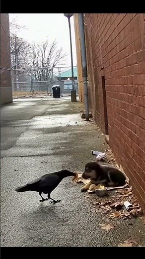 Crow Feeds Abandoned Puppy for 3 Days Until Rescue Arrives 😭🐦‍⬛🐕