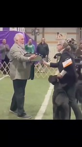 ***OFFICIAL RESULTS*** Number 1 UKC Presa Canario! Multiple BIS, EGCH, INTCH IvarTheBoneless de Cabeza Grande, CCF2, PCCA TT Call Name Ghost, Ghostie, Ghost Toast, Bestest Boy, Dorkasaurus..... Several months ago, I tragically lost this dogs brother, Bushmaster who was not only the most promising young male for my programs future, but had my whole heart. A few days later, Ghosts then owner called and said due to circumstances, he could no longer keep Ghost. I jumped at the chance to have him bac