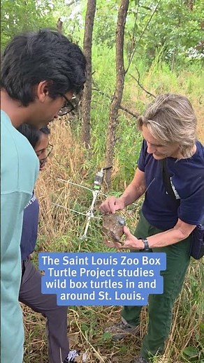 Protecting turtles in St. Louis and beyond!