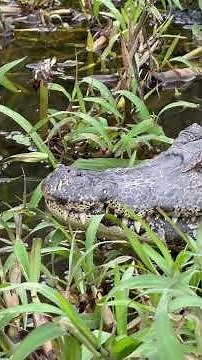 Silêncio do Pantanal: assim os animais economizam energia