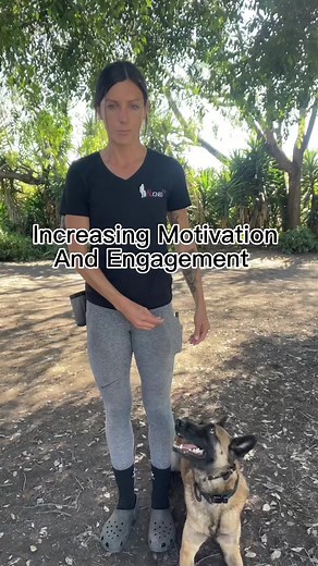 Increasing motivation & engagement with motion rewards. #dogtraining #dogtrainingtips #dogtrainingadvice #malinois #dog #sandiego #sandiegodog #alignedk9 | Aligned K9